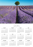 Lavender Field and Almond Tree in Provence