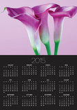 Purple Calla Lilies