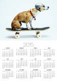 Dog with Helmet Skateboarding