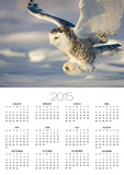 Snowy Owl in Flight Hunting