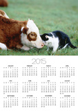 Black and White Cat and Calf Touching Each Other with Heads