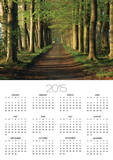 Tree-Lined Path