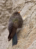 Blue-Mantled Thornbill (Chalcostigma Stanleyi) Perched on a Tree Trunk in Cajas National Park