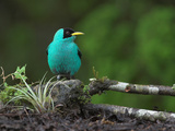 Green Honeycreeper Male  Costa Rica
