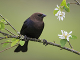 Brown-Headed Cowbird (Molothrus Ater) Perched on a Branch in Victoria  British Columbia  Canada