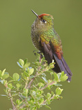 Rainbow-Bearded Thornbill (Chalcostigma Herrani) Perched on a Branch  Yanacocha Reserve  Ecuador