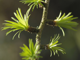 European Larch (Larix Decidua) Young Fresh Needles in Spring  Scotland
