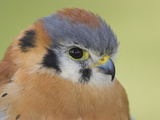 American Kestrel (Falco Sparverius) Head  Ontario  Canada