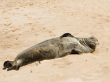 Hawaiian Monk Seal  Monachus Schauinslandi  on the Beach