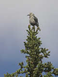 Clark's Nutcracker (Nucifraga Columbiana) Perched Atop a Conifer  Oregon  USA