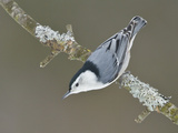 White-Breasted Nuthatch (Sitta Carolinensis) Perched on a Branch  Ottawa  Ontario  Canada