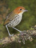 Chestnut-Crowned Antpitta (Grallaria Ruficapillas) Perched on a Branch  Papallacta Pass