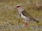 Andean Lapwing (Vanellus Resplendens) Standing on Paramo Vegetation in the Highlands of Ecuador