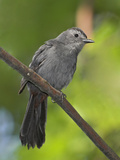 Gray Catbird (Dumetella Carolinensis) Perched on a Branch  Toronto  Ontario  Canada