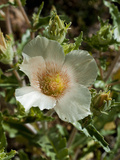 Blazing Star (Mentzelia Involucrata)  Joshua Tree National Park  California  Mojave Desert  USA