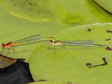 Male and Female Scarlet Bluet Damselfly (Enallagma Pictum) Mating