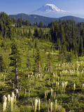 Mt Adams from the Goat Rocks Wilderness  with Forest and a Meadow of Beargrass  Washington  USA