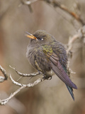 Blue-Mantled Thornbill (Chalcostigma Stanleyi) Perched on a Branch in Cajas National Park