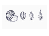 Illustration of Mollusk Shells