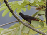 Crested Oropendola (Psarocolius Decumanus) Perched on a Branch