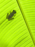 Emerald Glass Frog (Centrolenella Prosoblepon)  Costa Rica