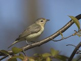 Warbling Vireo (Vireo Gilvus) Perched on a Branch  Ontario  Canada