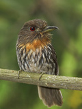 White-Whiskered Puffbird (Malacoptila Panamensis) Perched on a Branch