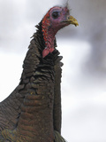 Wild Turkey (Meleagris Gallopavo)  Ontario  Canada