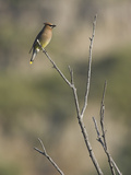 Cedar Waxwing (Bombycilla Cedrorum) Perched on a Branch in Toronto  Ontario  Canada