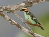 Golden-Eared Tanager (Tangara Chrysotis) Perched on a Branch  Podocarpus National Park