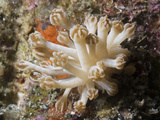 Nudibranch (Phyllodesmium Rudmani)  Lembeh Straits  Indonesia