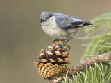 Pygmy Nuthatch (Sitta Pygmaea) Perched on a Branch  Oregon  USA