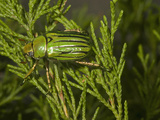 Glorious Scarab Beetle (Chrysina Gloriosa)  Texas  USA