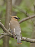 Cedar Waxwing (Bombycilla Cedrorum) Perched on a Branch  Ontario  Canada