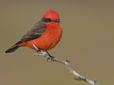Vermillion Flycatcher (Pyrocephalus Rubinus) Perched on a Branch  Texas  USA
