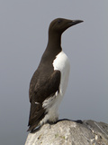 Common Murre (Uria Aalge)  Maine  USA