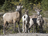 Bighorn Sheep Ewes with their Lambs (Ovis Canadensis) Banff National Park  Alberta  Canada