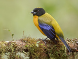 Black-Chinned Mountain-Tanager (Anisognathus Notabilis) Perched on a Branch