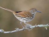 Long-Billed Thrasher (Toxostoma Longirostre) Perched on a Branch  South Texas  USA