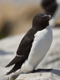 Razorbill (Alca Torda)  Maine  USA