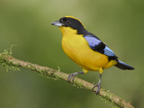 Blue-Winged Mountain-Tanager (Anisognathus Somptuosus) Perched on a Branch