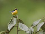 Blue-Winged Mountain-Tanager (Anisognathus Somptuosus) Perched on a Branch