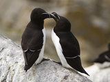 Common Murre (Uria Aalge)  Maine  USA
