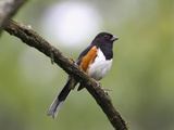 Eastern Towhee (Pipilo Erythrophthalmus)  Virginia  USA