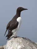 Common Murre (Uria Aalge)  Maine  USA