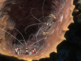 Banded Coral Shrimp (Stenopus Hispidus) Hiding in Giant Barrel Sponge (Xestospongia Muta)