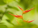 Heliconia Flowers in Rainforest  Costa Rica