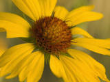 Blanket Flower (Gaillardia Aristata)  Columbia River Gorge  Oregon  USA