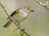 White-Eyed Vireo (Vireo Griseus)  South Texas  USA