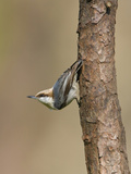 Brown-Headed Nuthatch (Sitta Pusilla) Perched on a Branch in Houston  Texas  USA